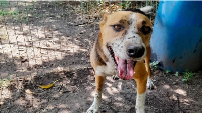 Una jubilada envenenó a sus diez perros y luego se quitó la vida