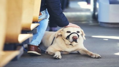 El Gobierno nacional habilitó el traslado de mascotas en trenes y micros de larga distancia