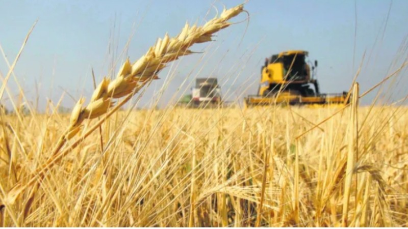 Aumentaron las ventas de trigo y maíz: qué sucede con la soja
