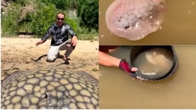 Pescaron una raya gigante en el Río Paraná que dio a luz a 16 crías