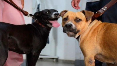 Investigarán como acto de crueldad animal a un caso de zoofilia registrado en Corrientes