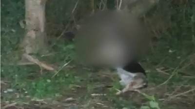 Macabro hallazgo: encontraron a un perro ahorcado en el camino al Pre Delta