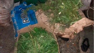 Pidieron asistencia a la Policía por la inundación y les encontraron plantas de marihuana