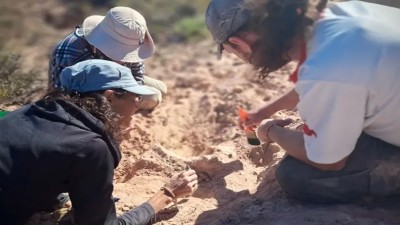 Hallaron en Río Negro un cocodrilo de 85 millones de años con rasgos únicos