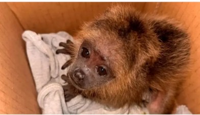 Una mona carayá murió electrocutada y rescataron con vida a su cría