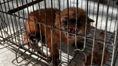 Rescataron un cachorro de puma yaguarundí que tenían en cautiverio en el norte de Entre Ríos