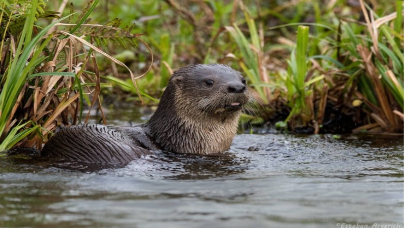 Se presentará una publicación sobre la conservación de especies animales nativas