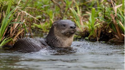 Se presentará una publicación sobre la conservación de especies animales nativas