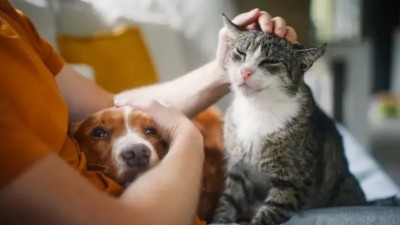 ¿Por qué hoy 29 de Abril se celebra el Día del Animal?