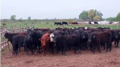 La faena vacuna se desplomó y el consumo de carne quedó en uno de los niveles más bajos