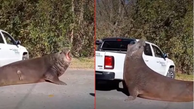 Video: Un elefante marino sorprendió en plena calzada, cortó el tránsito y fue rescatado tras varias horias