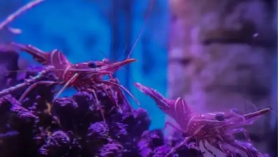 Hallaron cientos de animales marinos ocultos en un cargamento proveniente de Kenia