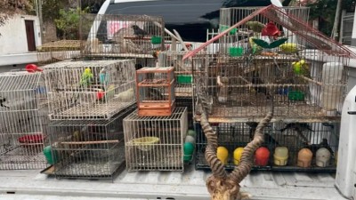 Cayó un grupo que vendían animales por redes sociales y los enviaban por encomienda