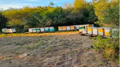 Hallaron en Corrientes colmenas robadas en Entre Ríos: el valor supera los $7 millones