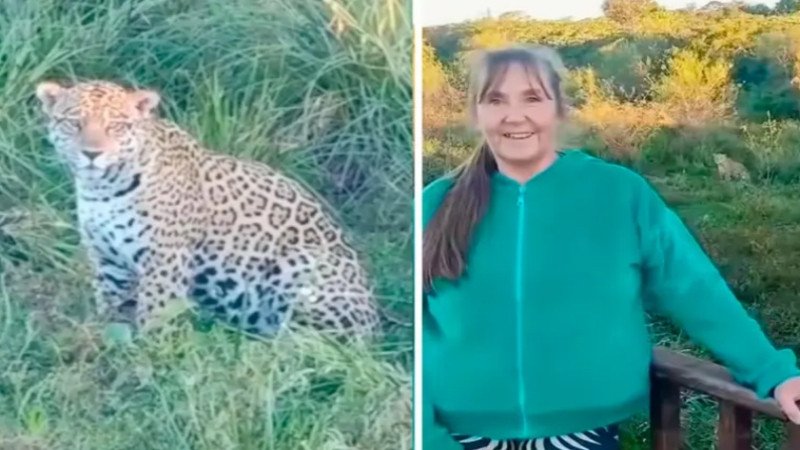 Turistas filmaron a un yaguareté a orillas de la laguna Iberá en Corrientes