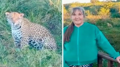 Turistas filmaron a un yaguareté a orillas de la laguna Iberá en Corrientes