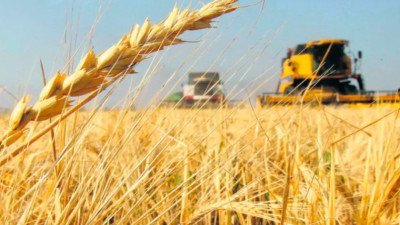 Anticipan que El Niño tendrá un fuerte impacto en la próxima campaña agrícola