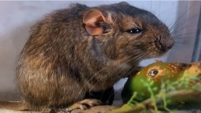 La ciencia argentina descubrió un nuevo roedor en una reserva natural de Córdoba