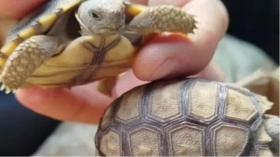 Interceptaron en Paraná un delivery de animales silvestres: llevaban seis tortugas de tierra