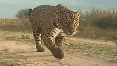 Corrientes vuelve a ser tierra de yaguaretés: filmaron el paso de un ejemplar en el Iberá