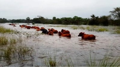 Ante el fenómeno de El Niño, productores buscan dónde ubicar su hacienda