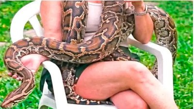 Insólito: buscan una boa de más de tres metros que se escapó de una casa