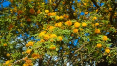 Se conmemora el Día del Árbol Entrerriano