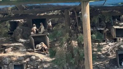 El Aquarium de Mar del Plata busca vender cuatro pingüinos en U$S 40.000 para solventar gastos