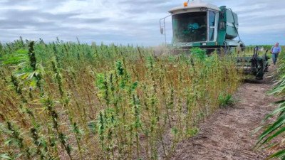 Fijaron nuevas condiciones para cultivar y comercializar cáñamo en el país