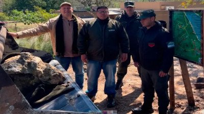 Un tesoro bajo tierra: hallaron un fósil vegetal de más de 80.000 años en el Parque San Carlos