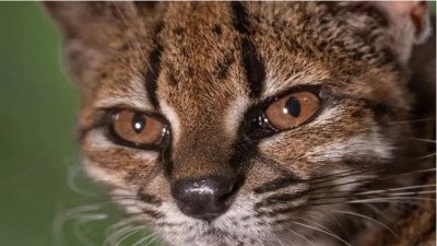 Gato Tilcayo: lo confundieron con un felino doméstico y terminó revelando una nueva especie