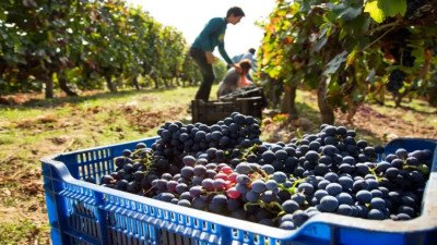 Trabajadores vitivinícolas cerraron una nueva paritaria: cuánto aumentarán los salarios