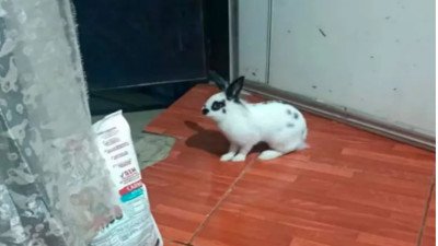 Un conejo hizo ruido, alertó a una jueza y dejó al descubierto un intento de robo
