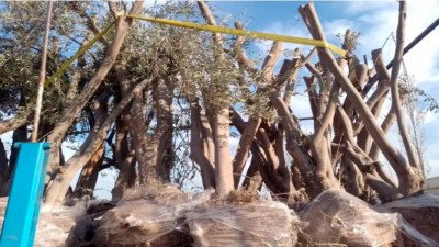 Frenaron un camión con 63 olivos que eran trasladados entre provincias