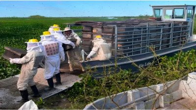 Apicultores evacúan miles de abejas por la creciente del Paraná y prevén fuertes pérdidas